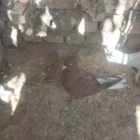 کبوتردمسفید ماده|پرنده|اسفراین, |دیوار