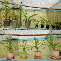 گل و گیاه آپارتمانی|گل و گیاه طبیعی|مشهد, رضاشهر|دیوار