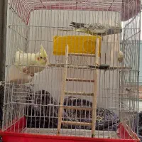 عروس هلندی نر و ماده