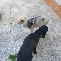 دو راس بره شیری سفید نر سیاه ماده