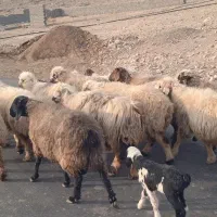 میش آبستن و دوبر جلو کش