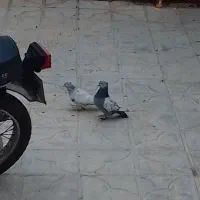 4جفت سینه ای خوب ب شرط تخم و جوجه