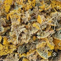 بویمادران|گل و گیاه طبیعی|فامنین, |دیوار