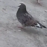 کبوتر باخت رفته