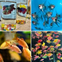 فروش انواع ماهی گیاهخوار|ماهی|مشهد, کلاهدوز|دیوار