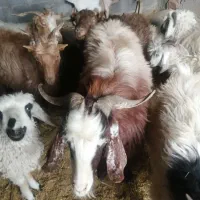 تعدادی گوسفند فروشی