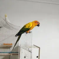 طوطی خورشیدی