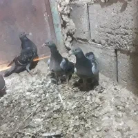 جوجه پلاکی
