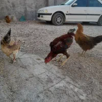 خروس لاری ۳عدد مرغ کوردی درجه یک جوان اند همه|حیوانات مزرعه|جوانرود, |دیوار