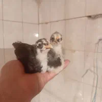 جوجه مرغ و خروس گلین