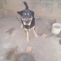 سگ‌پژدر
