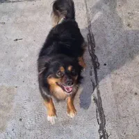 سگ پاکوتاه نر|سگ|خوی, |دیوار