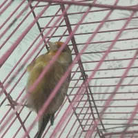 سهره قناری چونه سفید