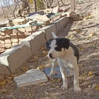 سگ پاکوتاه|سگ|بیرجند, |دیوار