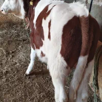 گوساله نر سیمیتال|حیوانات مزرعه|بکتاش, |دیوار