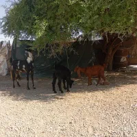 بز زاییده اطراف غیزانیه