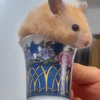 همستر سوری زیبا کرم رنگ فروش فوری|موش و خرگوش|مشهد, نرگس (شهرک غرب)|دیوار