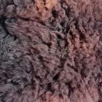 پوست خشک شده گوسفند و بز