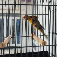 جیبوس جیبر سرخ نر کلکسیونی|پرنده|شیراز, پودنک|دیوار