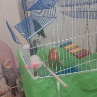 عروس هلندی و طوطی برزیلی