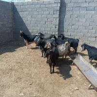 فروش بزدرجه یک 10|حیوانات مزرعه|ششده و قره بلاغ, |دیوار