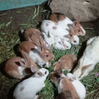خرگوش