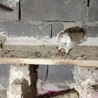 طوقی نامبر|پرنده|لالجین, |دیوار