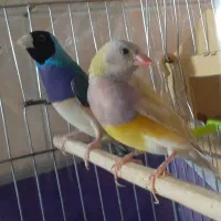 دو جفت گلدین آبی و سیلور و زرد