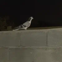 کبوتر|پرنده|بندر کنگان, |دیوار