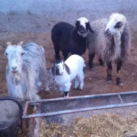 میش وبره ،بره نر،بزوکهره ،میش چاق