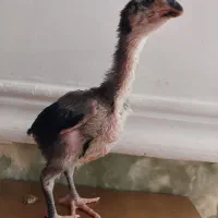 دوعددجوجه لاری