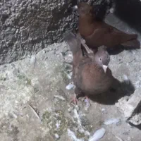 کفتر شهرستانی