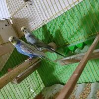 جفت مرغ عشق مولد نژاد رینبو|پرنده|فردیس, شهرک شهید حسینی|دیوار