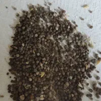 کود زمین کشاورزی موزی شکلاتی دی آمونیوم فسفات|خدمات باغبانی و درختکاری|دشت آزادگان, |دیوار