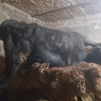 گاو گوساله رسمی