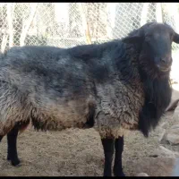 فروش نر نژاد رومانوف|حیوانات مزرعه|بسطام, |دیوار