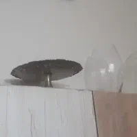 فروش تنگ و سبد