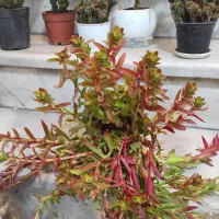 گل ناز،بیدی،بن سای ،کاکتوس صخره،آلوئه ورا