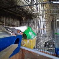 فروش فنج بالغ مولد نژاد دار|پرنده|دهلران, |دیوار