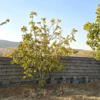 فروش باغچه در دشت ارژن|فروش زمین و ملک کلنگی|شیراز, ارم|دیوار