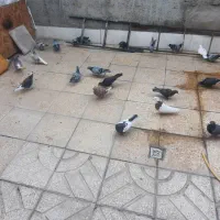 کبوتر شهرستانی