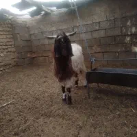 سلام چبوش فروشی قیمت ۱۰میلیون وشیشک سفید ۲۳میلیون