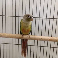 گرینچیک|پرنده|کرج, حسن آباد|دیوار