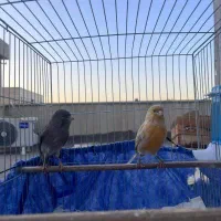 قناری نر شلاقی