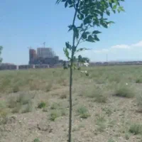ملک دور دیوار چسبیده به شهرک گلها