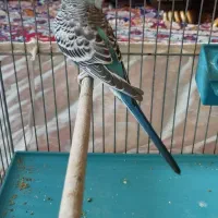 مرغ عشق نر و ماده