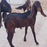 چبش بذری بز کولار پاکستانی|حیوانات مزرعه|جهرم, |دیوار