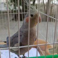 عروس هلندی نر
