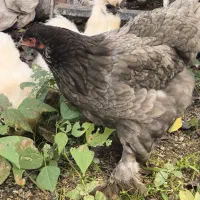 ابریشمی - برهما فروش فوری|حیوانات مزرعه|سیاهکل, |دیوار