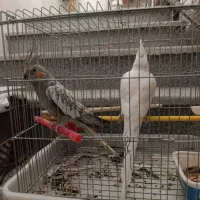 عروس هلندی نر و ماده جفت